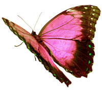 Butterfly Top