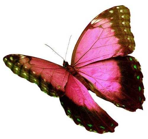 Butterfly Right
